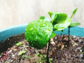 Close-up of water drops on plant