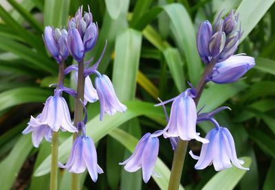 Close-up of purple flowers