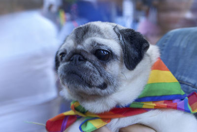 Close-up of a dog with rainbow flag