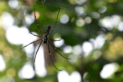 Close-up shot of a spider weaving its web