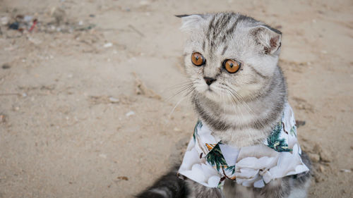 High angle portrait of cat