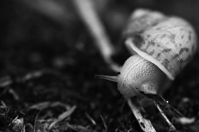 Close-up of snail on leaf at night