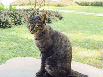 Close-up of a cat looking away