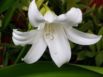 Close-up of white rose flower