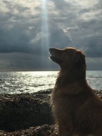 Dog looking at sea shore