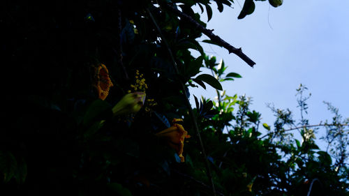 Low angle view of tree against sky