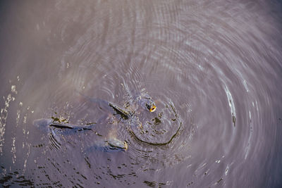 High angle view of fish swimming in lake