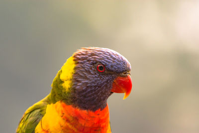 Close-up of parrot