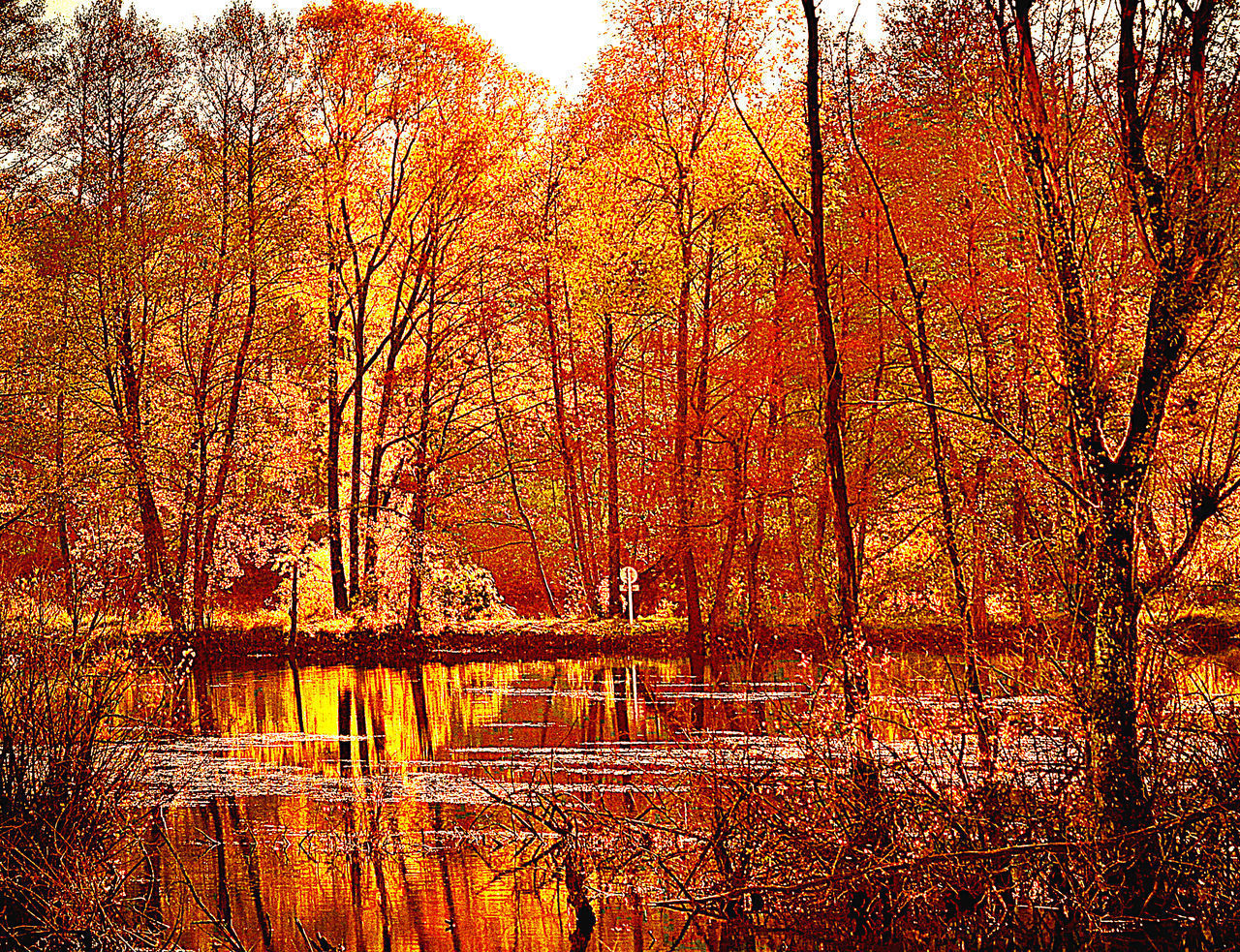 TREES BY LAKE DURING AUTUMN