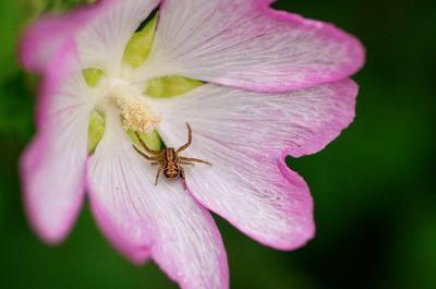 Close-up of insect on pink flower