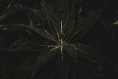 Close-up of wet plant