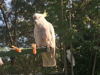 cockatoo