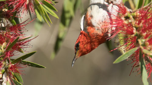 Scarlet honeyeater, 