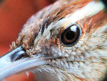 Close-up of eye