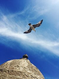 Low angle view of seagull flying