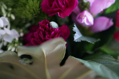 Close-up of pink roses