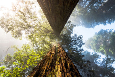 Low angle view of trees in forest against sky