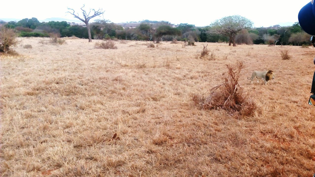 landscape, tranquil scene, field, tranquility, agriculture, non-urban scene, scenics, rural scene, nature, brown, farm, day, plant, beauty in nature, outdoors, sky, remote, solitude, arid climate, no people