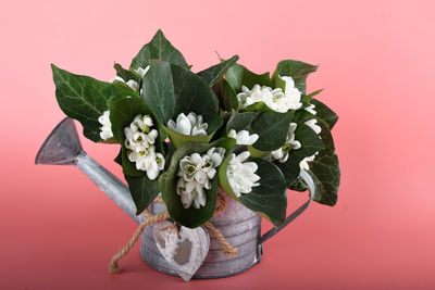 Close-up of plant against red background