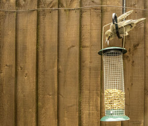 Low angle view of bird perching on metal wall