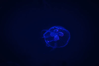 Close-up of jellyfish in sea