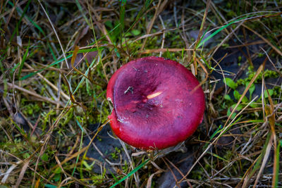 High angle view of apple on field