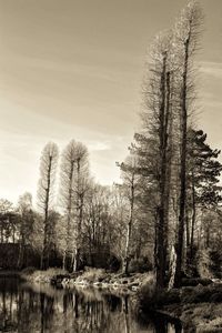 Bare trees in forest