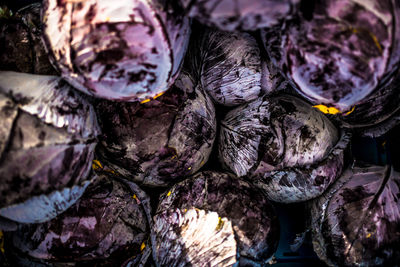 Close up of purple leaves