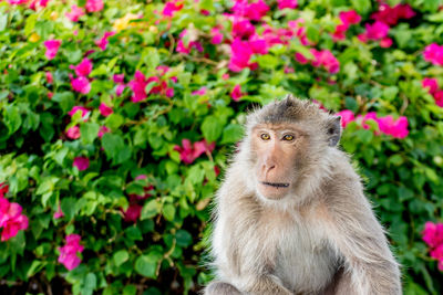 Close-up of monkey on tree against plants
