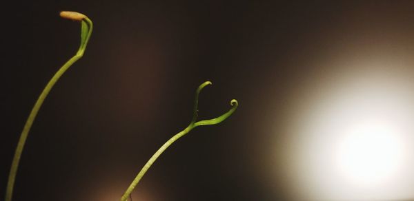 Close-up of spiral leaf