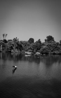 View of ducks swimming in lake