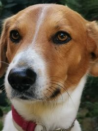 Close-up portrait of dog