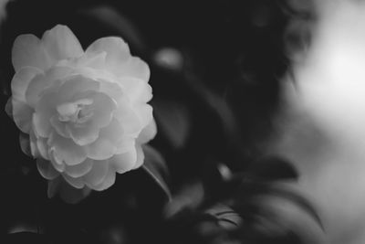 Close-up of flower blooming indoors