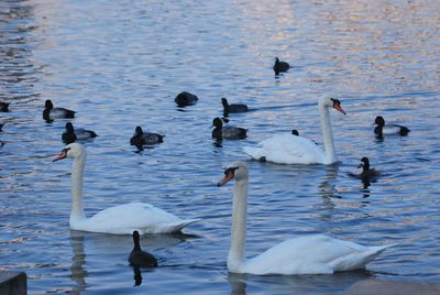 Swans and coots in the wild swimming around in the lake in the heart of the city. 