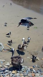 Birds flying over beach