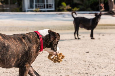 Dog standing on a land