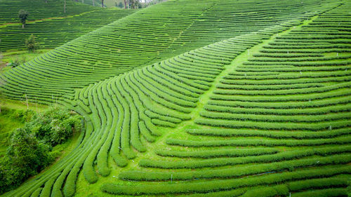 Full frame shot of agricultural green tea field