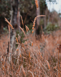 Close-up of dry plants on field