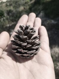 Close-up of hand holding pine cone