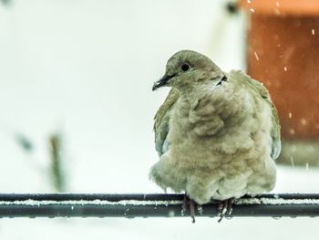 Close-up of bird perching on snow