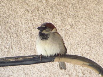 Close-up of bird perching on ground