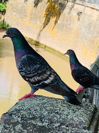 Close-up of bird perching on rock