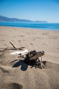 View of driftwood on beach