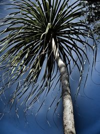 Low angle view of palm tree against sky
