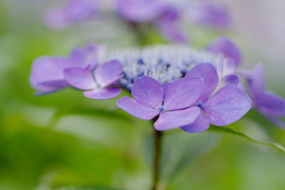 Close-up of purple hydrangea