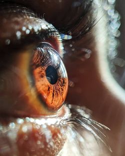 Close-up of human eye