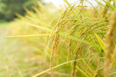 Close-up of wheat growing on field