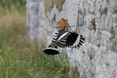 Butterfly perching on a grass