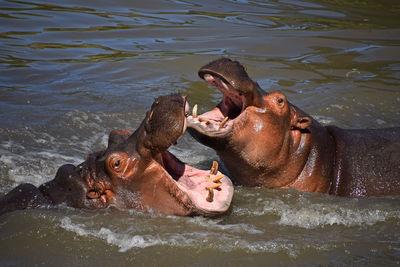 High angle view of hippos fighting in river