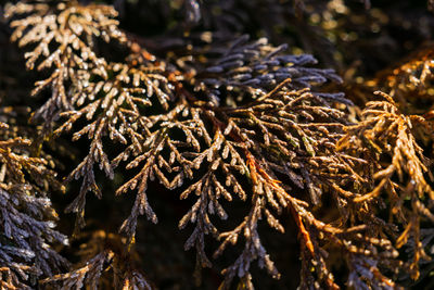 Close-up of pine tree in winter